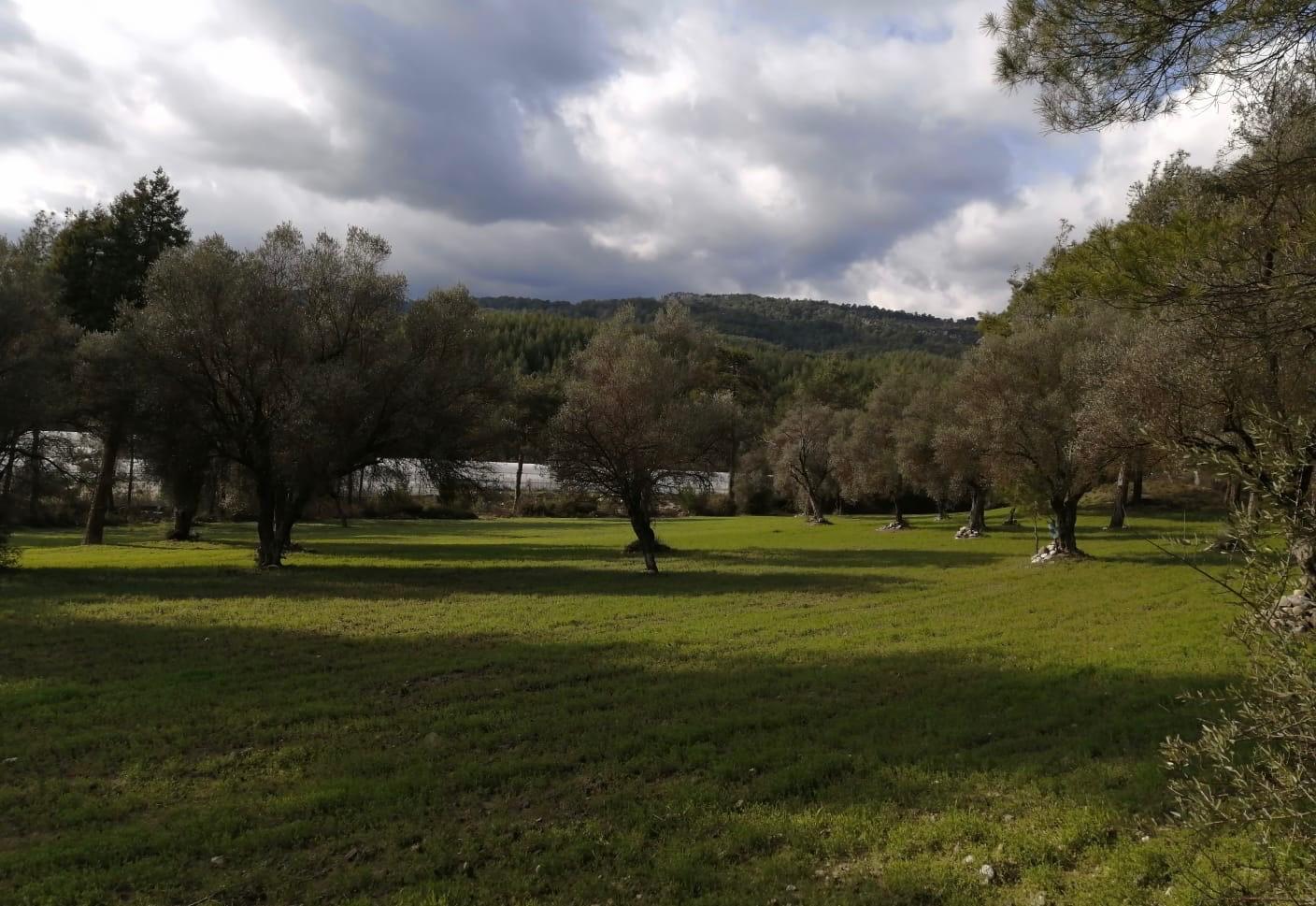 KAŞ UĞRAR'DA YOLA CEPHELİ,BAĞ EVİNE UYGUN 23.421M² SATILIK TARLA